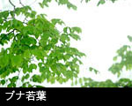 ブナ若葉