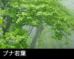 無料写真素材 芽吹き 若葉の森 ブナ若葉