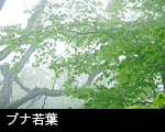 若葉の森 ブナ若葉 画像