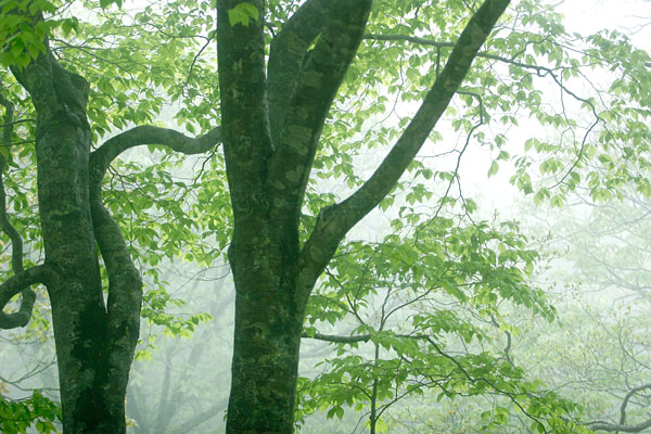 ブナの葉　フリー写真素材　画像8