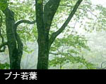 若葉の森 ブナ若葉 画像
