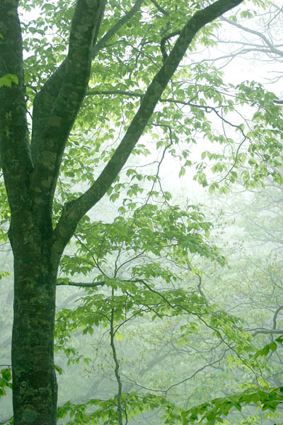 ブナの葉　フリー写真素材　画像9