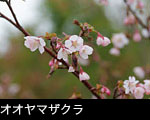オオヤマザクラ 花 写真 画像 フリー素材　