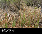 ゼンマイ