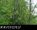 オオバクロモジの花、山野森林、樹木の花、和菓子用の高級楊枝