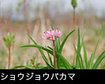 山野草「ショウジョウバカマ」無料写真素材