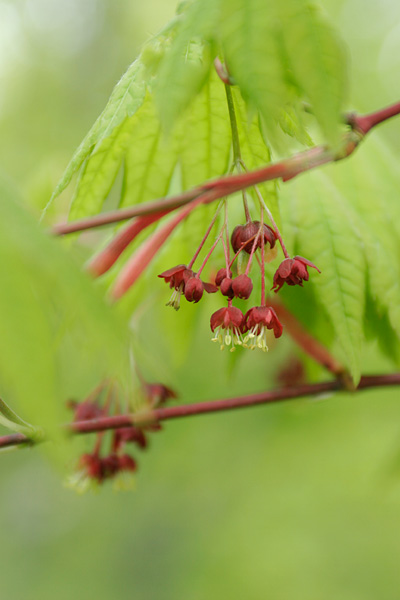 春の山野草（樹木）ハウチワカエデの花、無料写真素材 フリー　画像2
