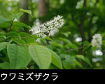 初夏の山野草(樹木)ウワミズザクラ 壁紙 フリー写真素材