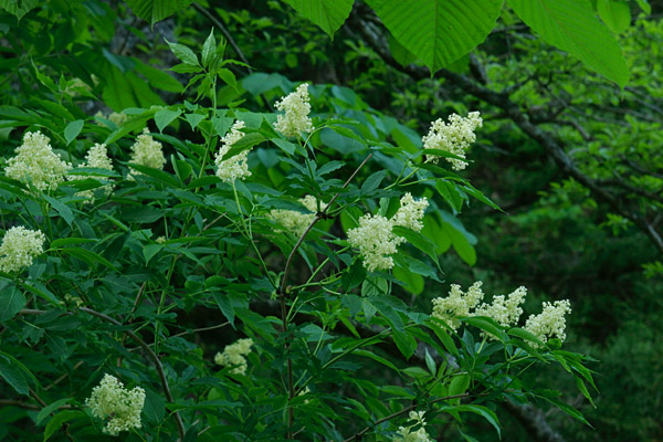 　ニワトコの花　画像1　無料写真素材　フリー写真素材