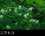 ニワトコの花、無料写真素材