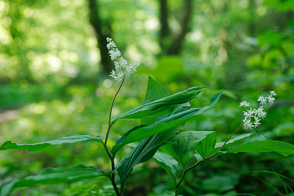 ユキザサの花 山野草 山地林内 5月6月7月 白い雪の結晶のような小さな花 画像1