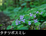 タチツボスミレ花言葉 小さな幸せ、無料写真素材 万葉集