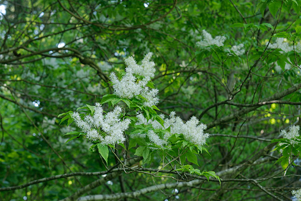 無料写真素材ストックフォト マルバ アオダモの花 画像1
