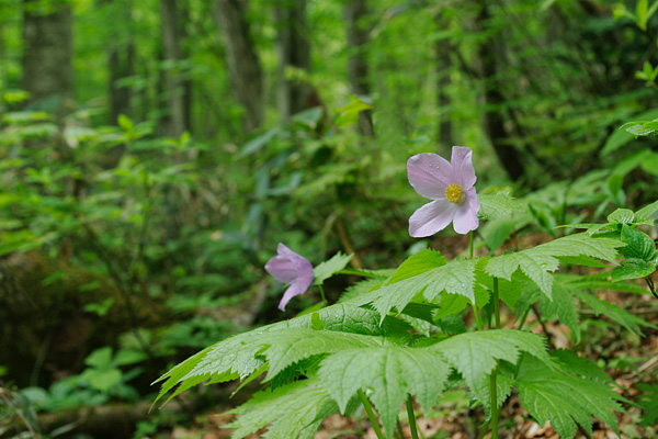 シラネアオイの花　ブナ林　写真 フリー素材　画像4