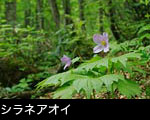 シラネアオイの花、写真、 画像