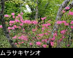 花ざかりの森 ムラサキヤシオ