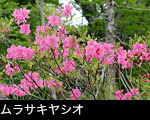 無料写真素材ムラサキヤシオ