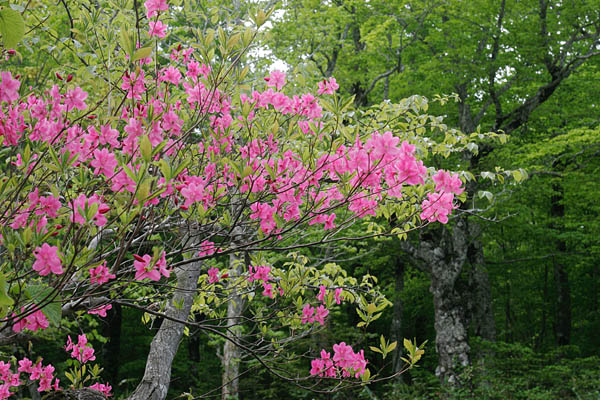 ムラサキヤシ　花　無料写真素材　画像5