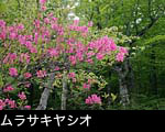 ムラサキヤシオ花 無料写真素材　
