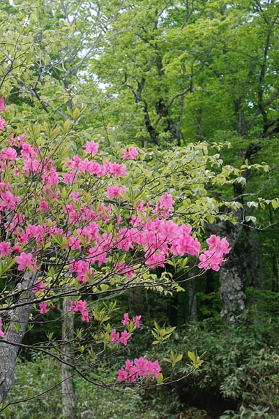 山野草（樹木）ムラサキヤシオ 無料写真素材　画像6