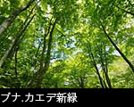 ブナ.カエデ新緑