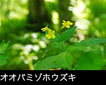 オオバミゾホウズキ 画像 写真 フリー写真素材