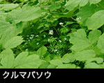 b21-1990　クルマバソウ　