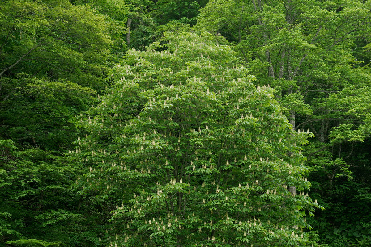 b21-2003　トチノキの花2