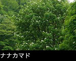 ナナカマドの花 画像 写真 フリー素材