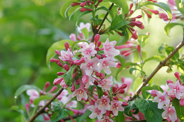 初夏の山野に咲く薄紅色の花 木の花「 タニウツギ」画像3 フリー写真素材