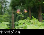 山野草ヤマオダマキ　