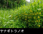 ヤナギトラノオ 山野草 無料写真素材