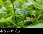 山野草「ショウジョウバカマ」無料写真素材