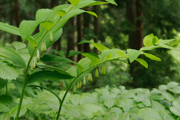 アマドコロ　初夏の山野草　 画像 　無料写真素材　フリー写真素材