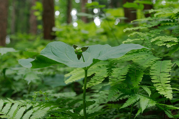 初夏の山野草 実をつけるエンレイソウ 無料写真素材　画像6