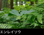 初夏の山野草 実をつけるエンレイソウ 無料写真素材
