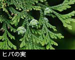 ヒバ 木の実 無料写真素材