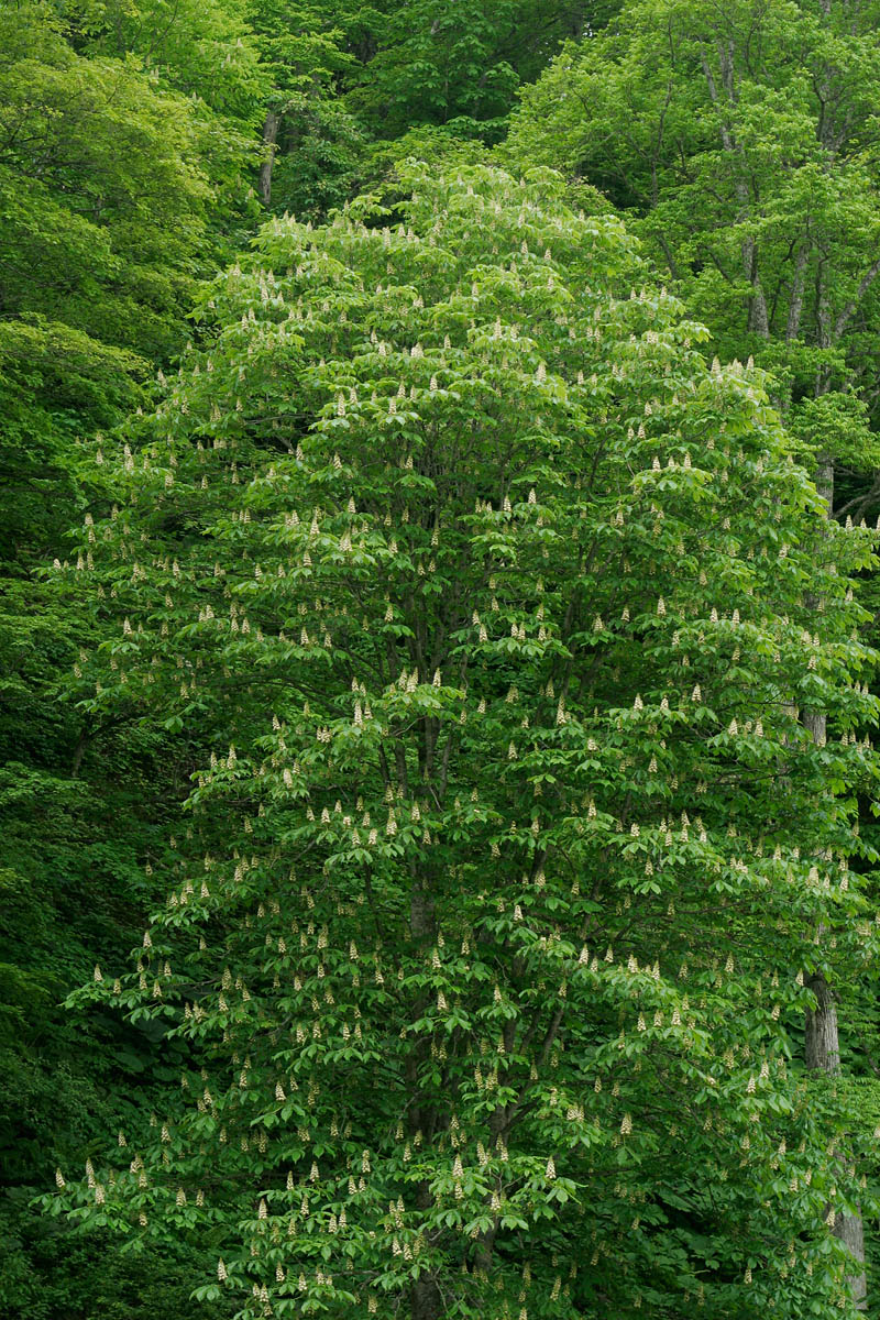 b22-2007　トチノキの花3