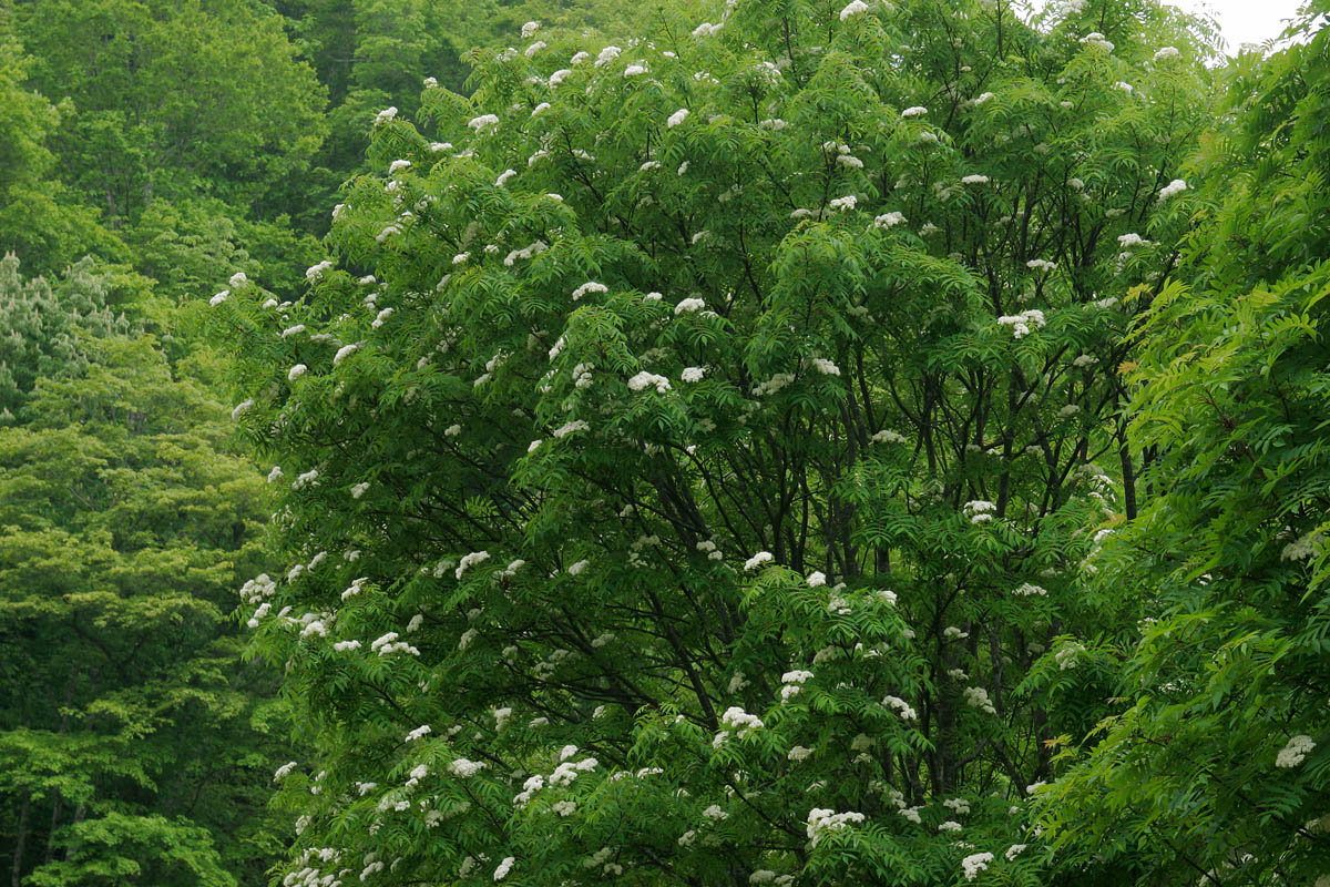 b22-2014　ナナカマドの花1　
