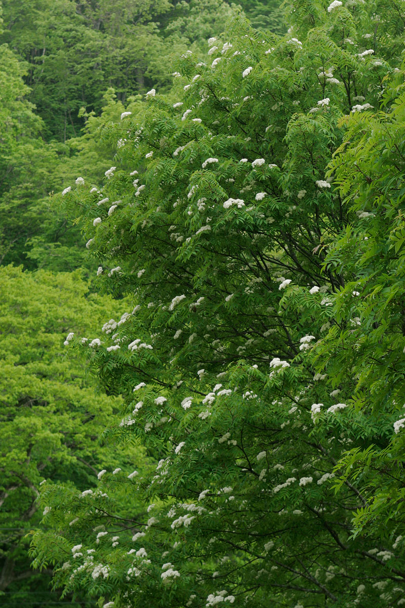 b22-2027　ナナカマドの花2　　