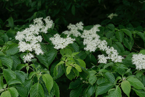 無料写真素材ストックフォト「ミズキ」 花　　画像1