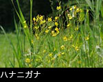 無料写真素材「ハナニガナ」