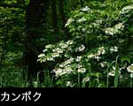 カンボク 初夏の森林に咲く白い花 フリー写真素材