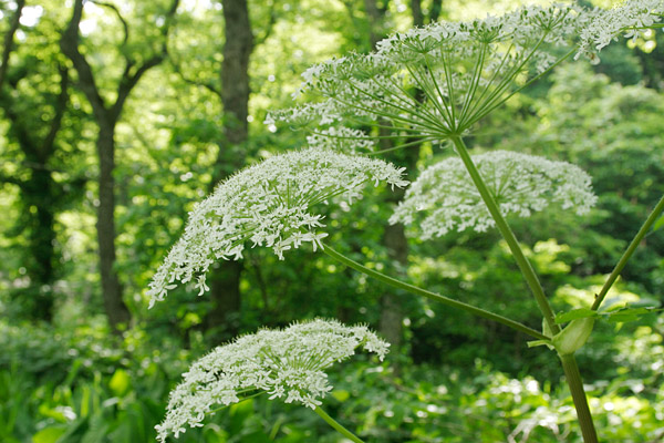 夏に咲く森林の花 大きく白い花　オオハナウド フリー写真素材　画像7