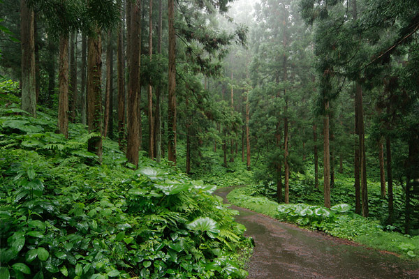 杉林 杉の木 画像1 フリー写真素材