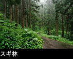 杉林と道