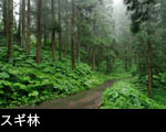 杉林と山道
