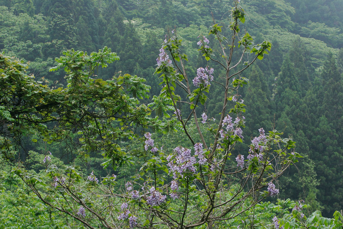 b23-2229　キリの花2