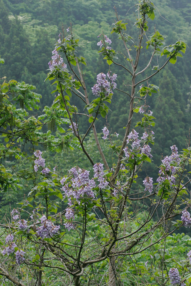 　b23-2245　キリの花3