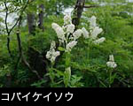 コバイケイソウ 夏の深山や山地に咲く白い花 無料写真素材